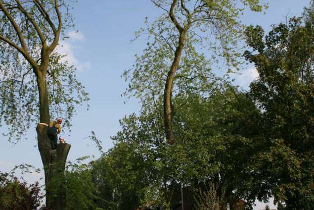 het rooien en kappen van bomen in boxtel Oisterwijk verwijderne van een dikke suiker esdoorn